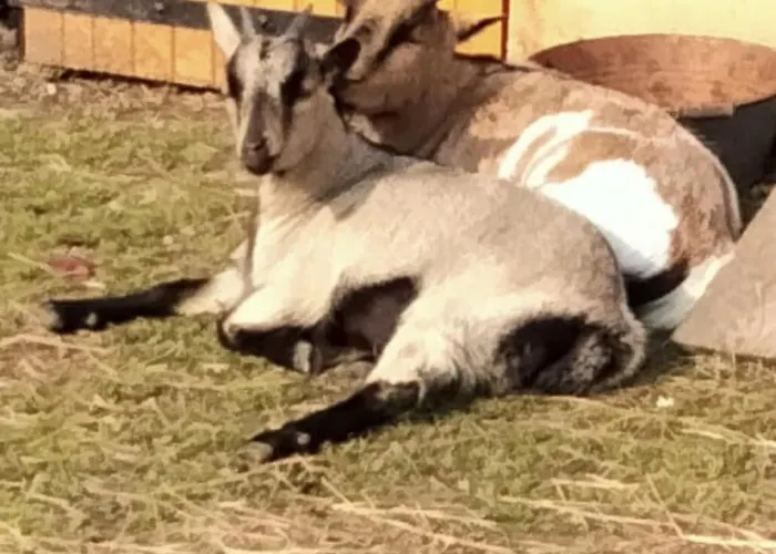 New - Angelina Piscine Et 펜션